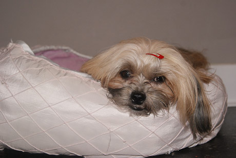SONY DSC