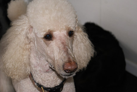 SONY DSC